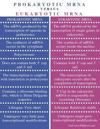 What Is The Difference Between Prokaryotic And Eukaryotic Mrna Pediaa Com Plant Protein Biology Worksheet Prokaryotes