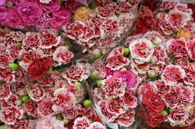 Check spelling or type a new query. 6 Reasons To Bring Back The Carnation Why Carnations Should Make A Comeback