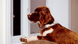 Every renter should have renters insurance, but if you're a pet owner as well, take a look at your policy and state laws for specific information on pet liability coverage. When Your Dog Bites State Farm