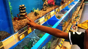 These pet stores, other than providing pet supplies, they also offer per services that one may need and some others sell some pets inclusive of fishes, reptiles. Pet Fish Shopping Youtube