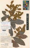 Image result for Magnistipula butayei