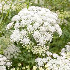 Pin On Hort 335 Flower Id Study Guide