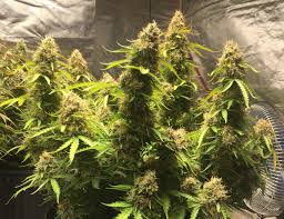 Northern lights auto grow journal. Northern Lights 9 Days Till Harvest Autoflowers