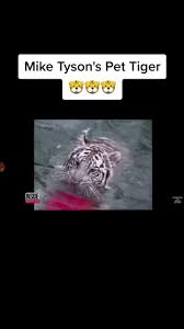 The former heavyweight world champion is currently self quarantined. Entdecke Beliebte Videos Von Mike Tyson Tiger Tiktok