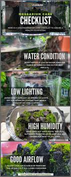 Mossarium Complete Care Guide How To Build Moss Terreriums Beautiful Terrariums Diy Succulent Terrarium Floating Plants