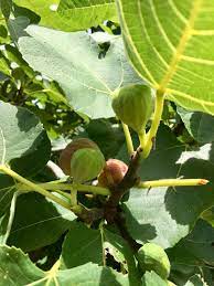 These are still on the potted plants when i brought them in. Why Won T My Figs Ripen