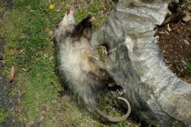 The mother has 13 nipples, so up to that many babies can survive in her pouch. Four Baby Possums Rescued After Someone Flings Their Dead Mother Off Of A Driveway With Newborn Young Clinging To Her Newcanaanite Com