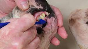 How to remove tartar from dog teeth. Dog Scrape Polish Teeth Remove Scale Tartar Plaque No Anaesthetic Superstar Ruby Bull Terrier Youtube