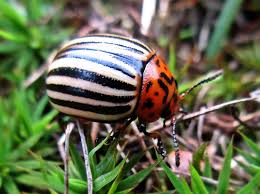 Nicrophorus investigator, also known as the banded sexton beetle, is one of several large orange and black banded beetles found in the british isles. Not So Fantastic Bugs And How To Find Them Grow Appalachia
