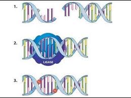 Phylogenetic analysis charted the evolution of rbr ubiquitin ligase by using phylogenetic trees Ligation Using T4 Dna Ligase Amrita University Youtube