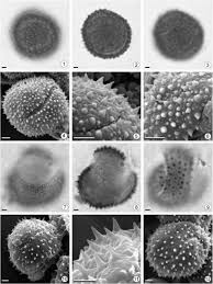 Image result for Syngonanthus wahlbergii