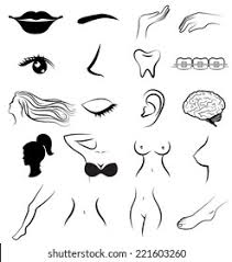 In some cases, your dream may forewarn of health problems and concerns of that particular body part. Women Body Parts Human Vector Stock Vector Royalty Free 221603260