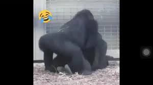 Gorilla having really good sex!!! mp4