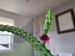 Image result for Huernia