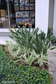 Birds Of Paradise Aztec Grass And Asiatic Jasmine In The Shade Tropical Pool Landscaping Small Gardens Tropical Garden