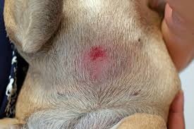 Maybe you would like to learn more about one of these? Pyoderma In Dogs Saint Francis Veterinary Center Of South Jersey
