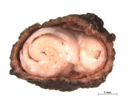 Image result for Maerua triphylla