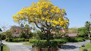 Okame) blooms at different times each spring, often as early as valentine's day. Spring Spotted In Orlando S Theme Parks Look For The Spectacular Tabebuia Trees Attractions Magazine