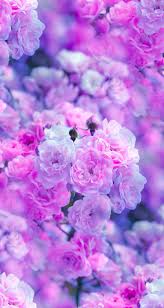 Nature Wallpaper Iphone Flowers Purple Flowers Wallpaper Purple Wallpaper Flower Wallpaper