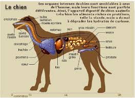 Organes Internes Du Chien Anatomie Du Chien Anatomie Chien Chien