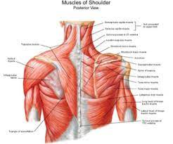 The anatomy of the head and neck of the human body, including the bones, muscles, blood vessels, nerves, glands, nose, mouth, and throat. Posterior Neck And Shoulders Diagram Quizlet