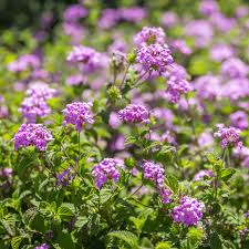 Image result for Lantana