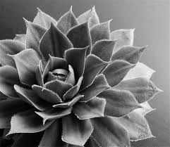 Black And White Plants Photography Succulent Flower Photography Art Print Black And White Mounted Square Flowers Plant Photo W Flower Photography Art Photo Wall Hanging Flowers Photography