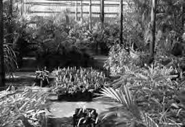 Image result for Cyperus breviradius