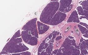It stains elastic fibers and granules of beta cells in the islets of langerhans, cartilage matrix, and stored neurosecretory product in the hypophyseal pars nervosa, among other things. Pancreas Exocrine And Endocrine Veterinary Histology