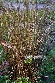 Image result for Schoenus