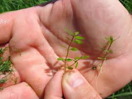 Image result for Elatinaceae