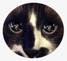 Cat Eyes Png Images Free Transparent Cat Eyes Download Kindpng Glowing red eyes png glowing eyes meme png eyes and mouth png sad anime eyes png beautiful eyes png glowing effect png. cat eyes png images free transparent
