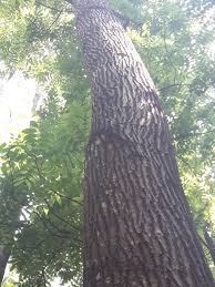 Image result for Swietenia