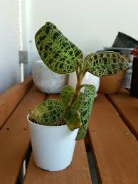 大丈夫か シリーズ ジュエルオーキッド マコデス ペトラがショボいことになっているぞ デルオの多肉日記 楽天ブログ