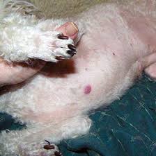These cells can turn into a tumor. Symptoms Of Digestive Cancer In Dogs