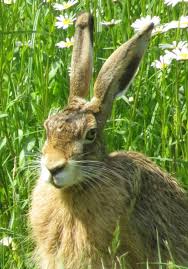 Hase Im Garten Feldhase Hase Seltene Vogel
