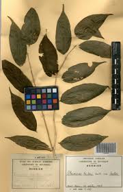 Image result for Pleioceras