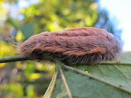 Black And Red Spiky Caterpillar Black Waved Flannel Moth Caterpillar Flannel Moth Caterpillar Moth Caterpillar Beautiful Butterflies