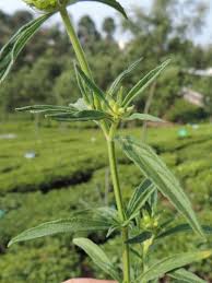 Image result for Leucas