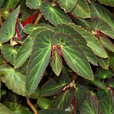Image result for Begonia ciliobracteata