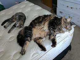 Pin On Adorable Pets