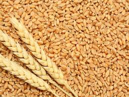 Green World PBW 677 Wheat Seeds for Agriculture & Farming (1 Kg ...