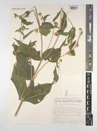 Image result for Lipotriche