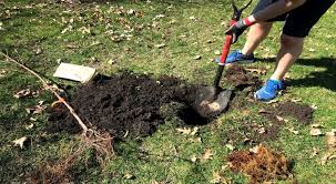 As a child i grew up in a house named the orchard and although the land had long since been sold off how soon should i expect leaves after planting a bear root peach tree? tereska gesing on monday 3 june 2013. How To Plant A Fruit Tree University Of Illinois Extension