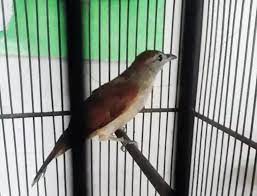 Jun 07, 2020 · cara mudah membedakan burung kapasan kemiri jantan dan betina didalam video ini dijelaskan secara lengkap cara membedakan kapasan kemiri jantan dan betina. Daftar Harga Kapas Tembak Terbaru Dan Terlengkap Di Tahun 2020