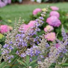 Image result for Vitex madiensis