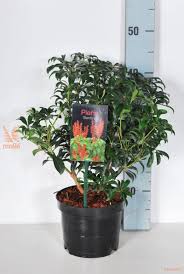 Image result for Pieris japonský bonfire obrázek