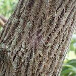 Image result for Agarista salicifolia