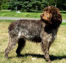 This site will not function without javascript enabled. Wirehaired Pointing Griffon Characteristics And Character
