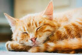 Jul 27, 2020 · of all the tabby variations, the one most associated with traditional tabby markings is the mackerel tabby pattern. Cool Facts About Orange Tabby Cats Pet Friendly House